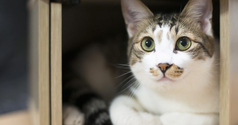 PetbleCare 寵物保險 香港 買寵物保險 貓貓 狗狗 投保 日本研究 貓貓 認得自己 名字 貓主子