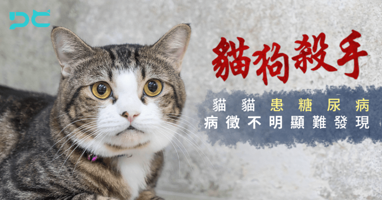 PetbleCare 寵物保險 香港 買寵物保險 貓貓 狗狗 貓狗殺手 糖尿病 病徵不明顯 糖分 意外保障 醫療疾病保障