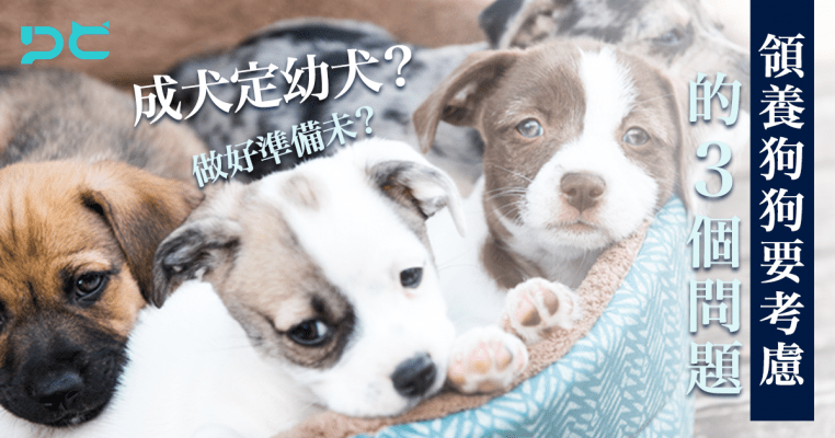 PetbleCare 寵物保險 香港 領養狗狗 考慮問題 幼犬 因素 狗保險 買寵物保險 買寵保