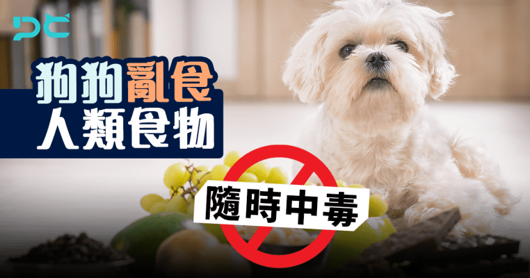 PetbleCare 寵物保險 香港 洋蔥 onions 禍從口入 唔食得 食物 人 中毒 貓貓 狗狗 寵物
